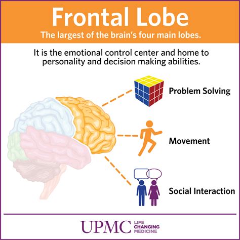 As you journey from childhood into your teen years and then into adulthood, your brain is changing in ways that might explain why the teen years can be a bit. . Frontal lobe development in teenage males